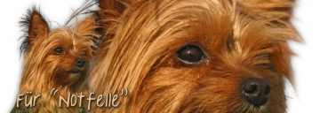 Spardose Yorkshire Terrier #1